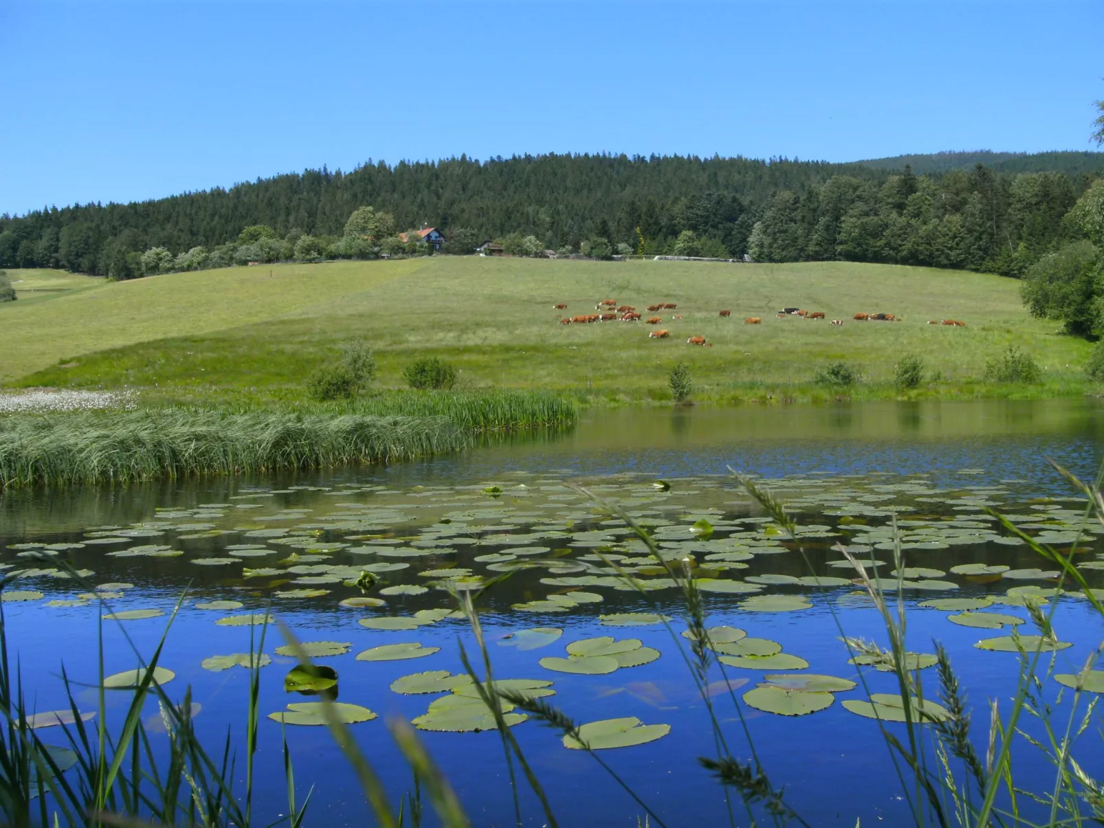 Für 4 Personen im Bayerischen Wald-Draußen