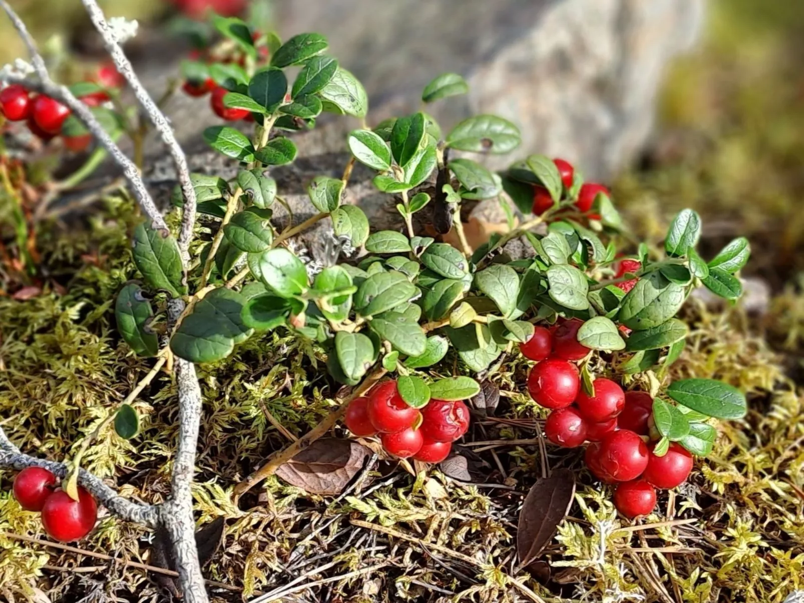 Karlsson-Image-tags.info