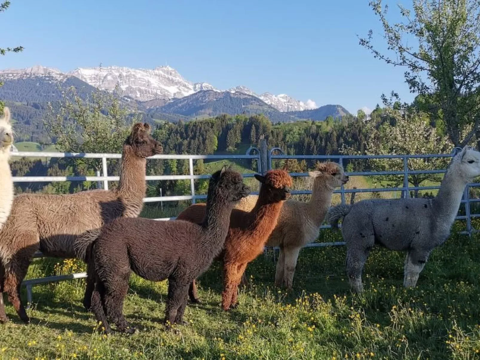 Tiererlebnishof Windegg