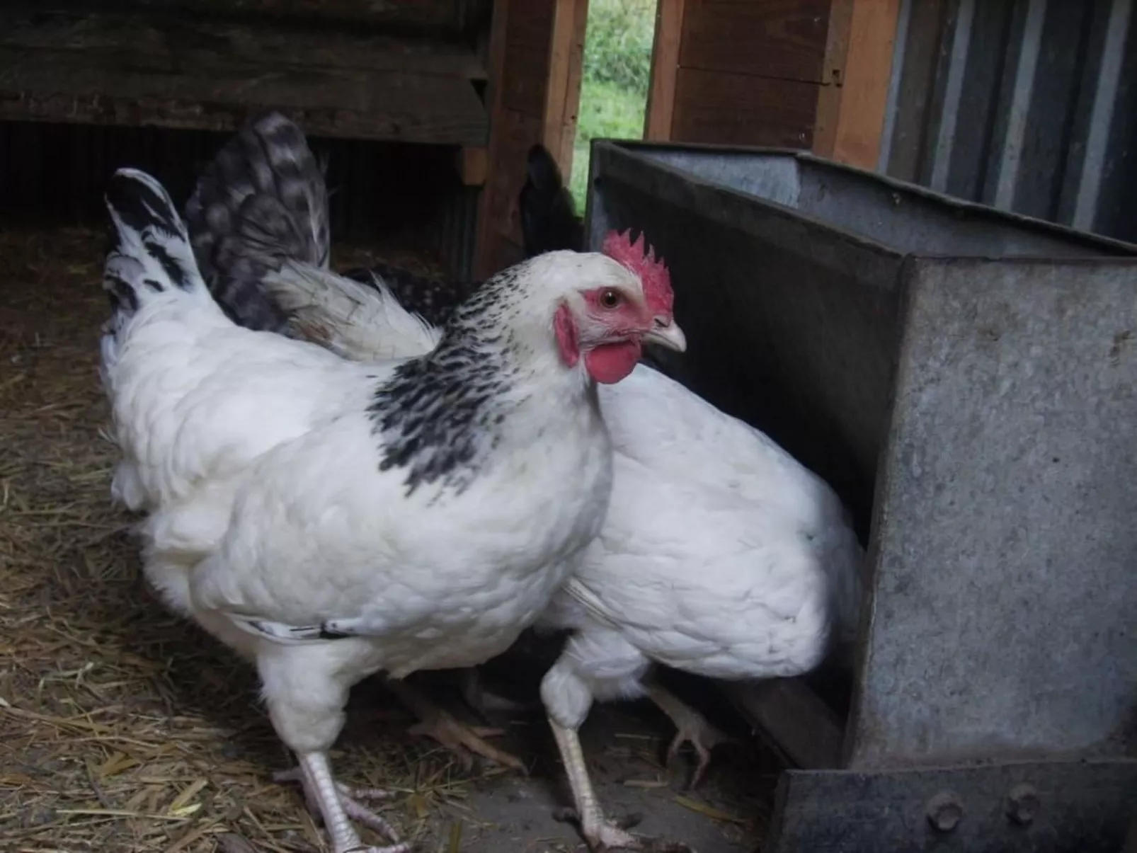 Hof Rodenkrog Fewo 1-Image-tags.info