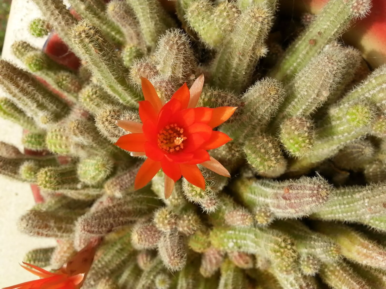 Kissonerga Apartment-Dehors