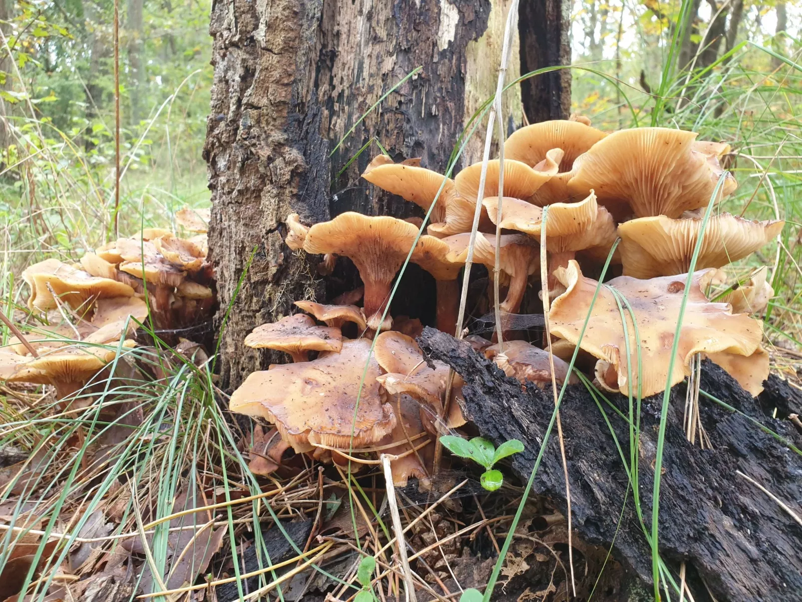 Sommerhaus Klein Wimmenum, Nähe Strand und Dünen-Draußen