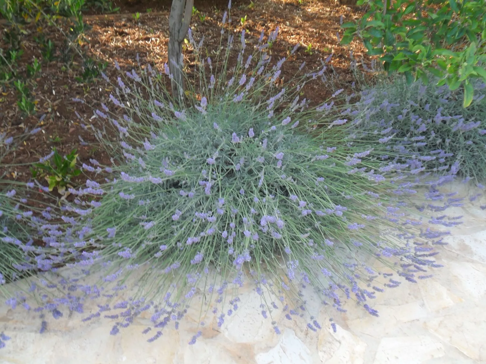 Wohnung "Wohnung Nr. 2".