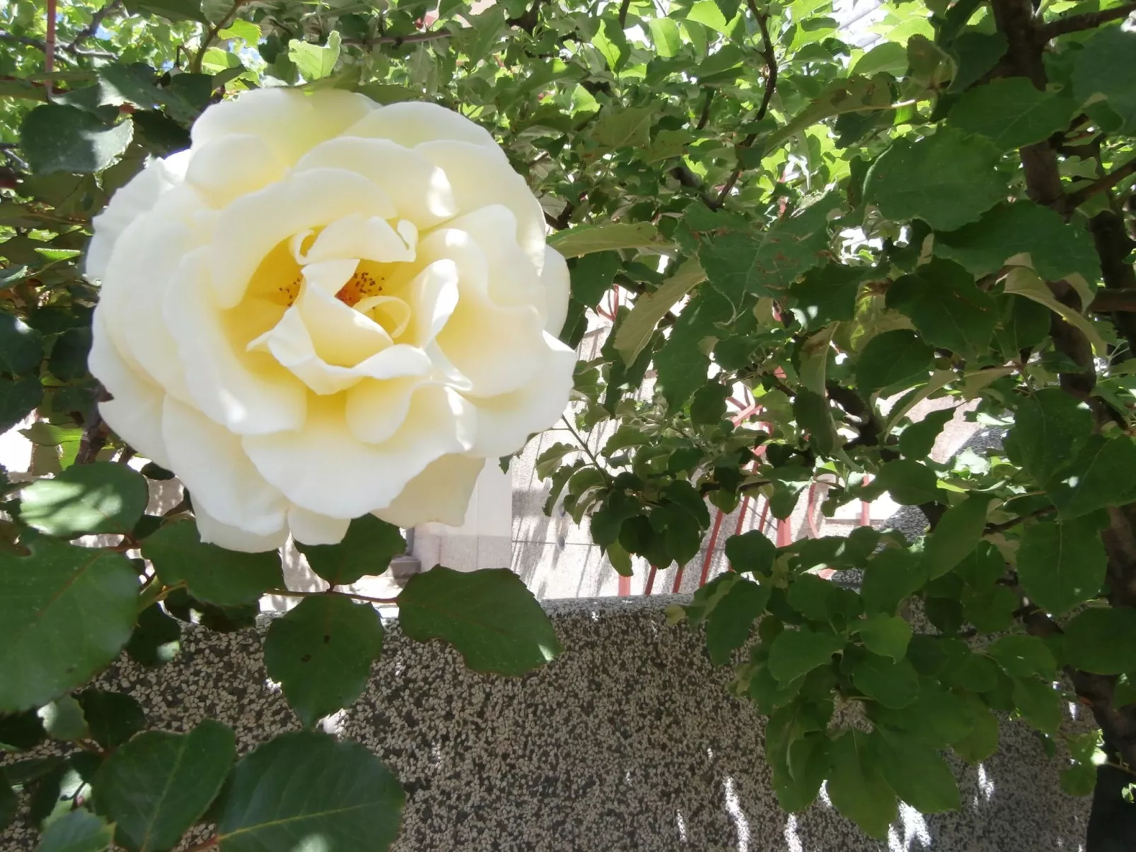 Wohnung mit Balkon und Meerblick