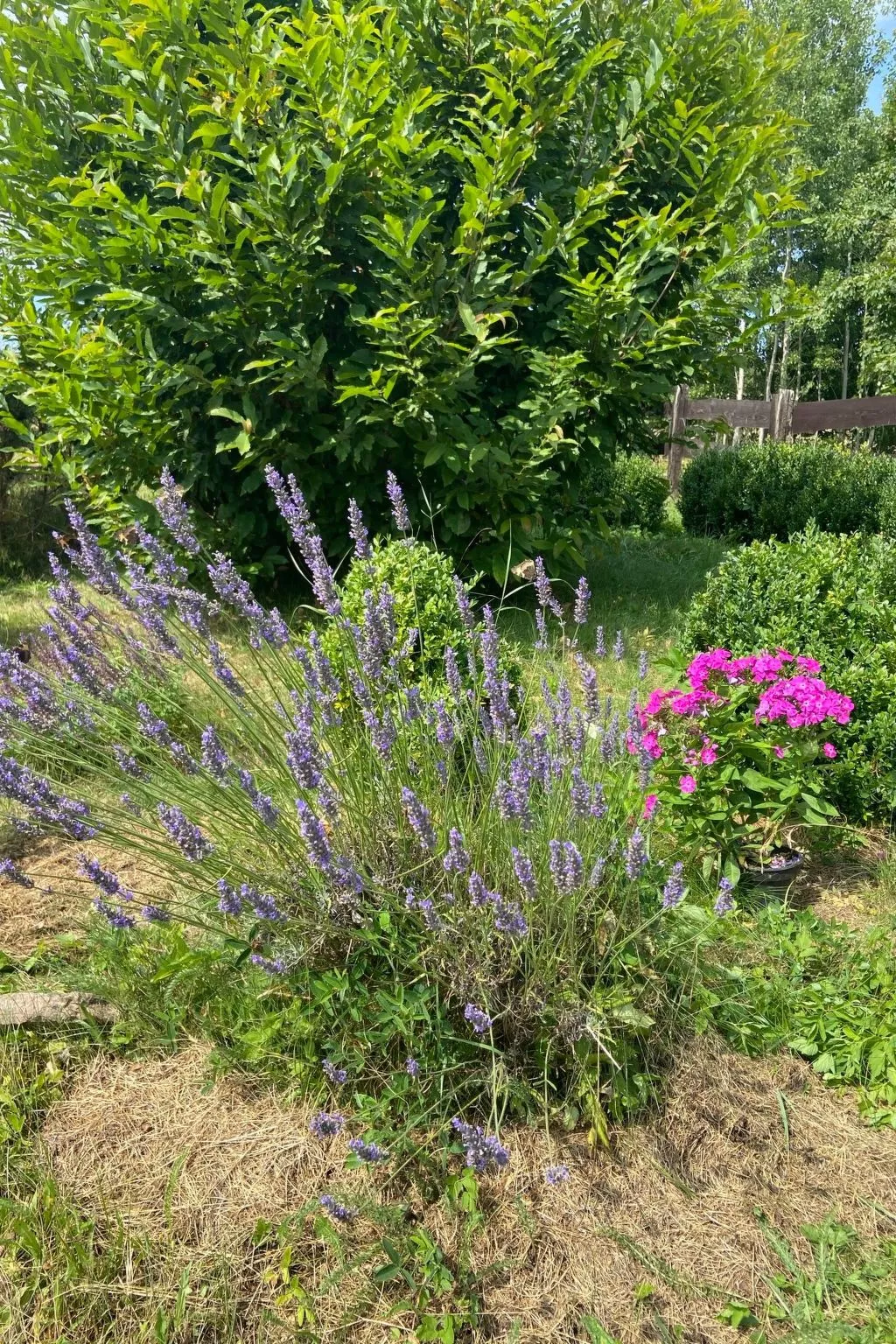 Alte Dorfschule-Image-tags.info