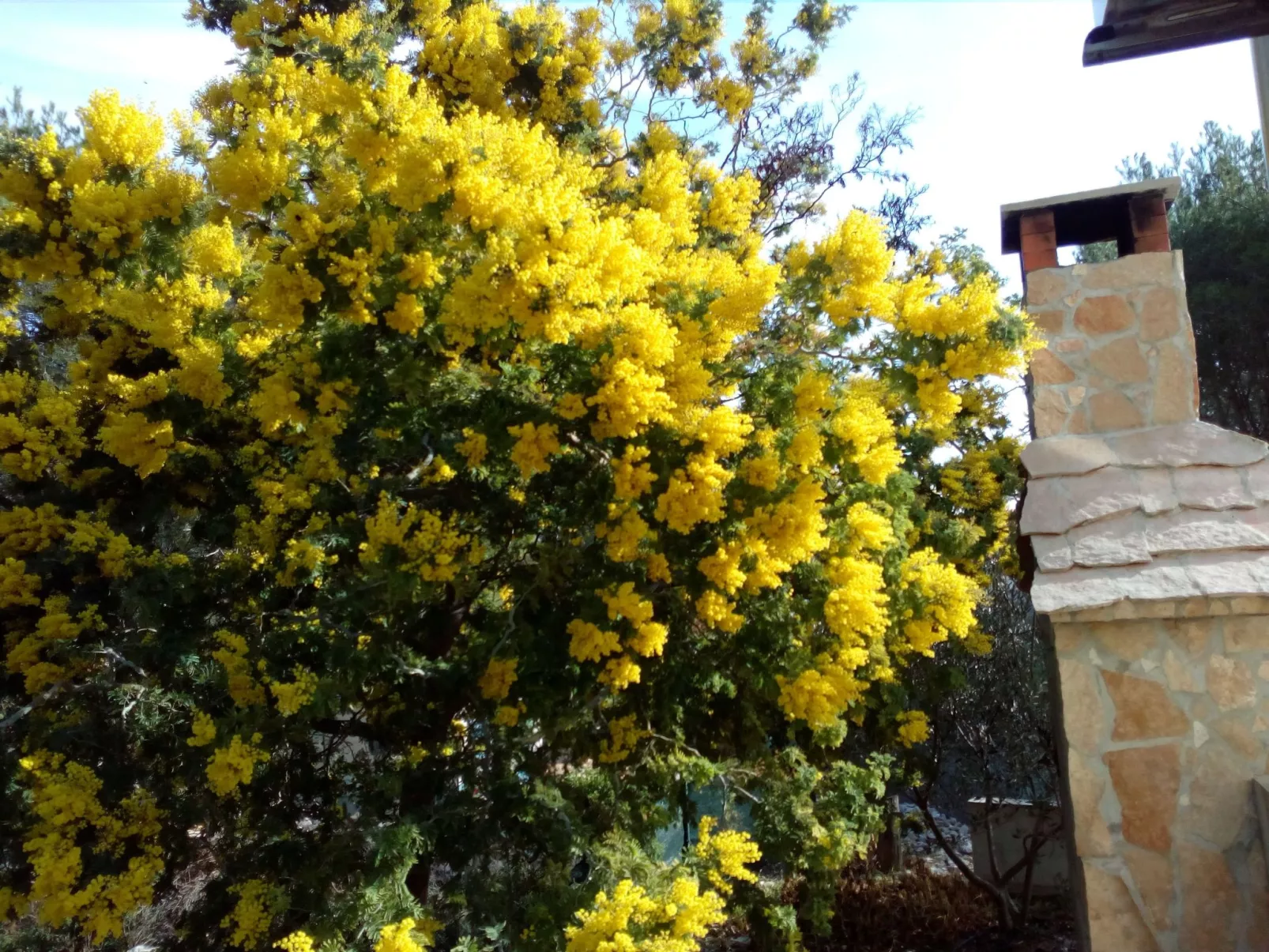 Für 4 Personen ca. 60 m&sup2; in Milna auf Brac, Adriaküste Kroatien (Kroatisch-Dehors