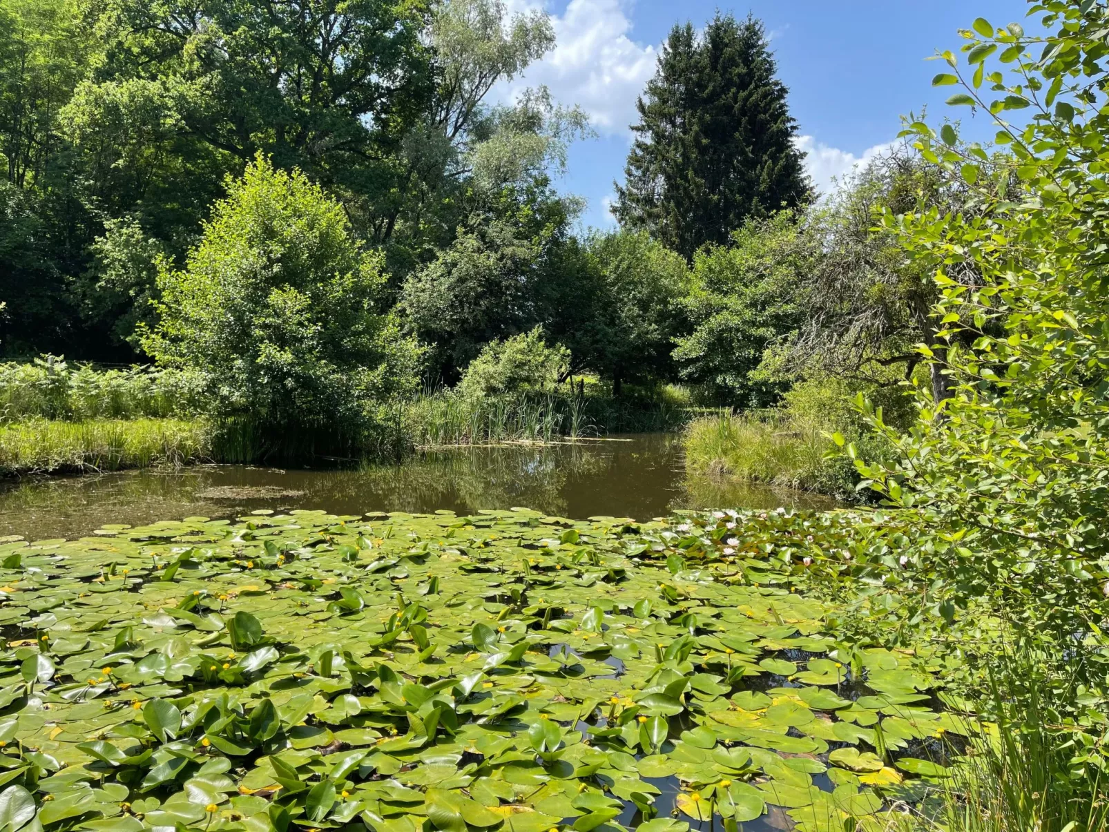 Für 6 Pers. mit eigenem Teich