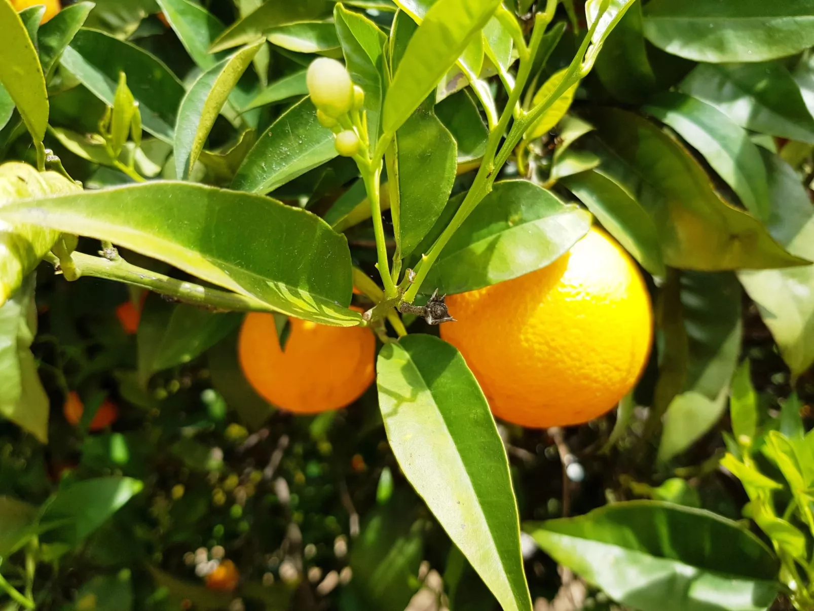 Villa Mar á Vista-Draußen