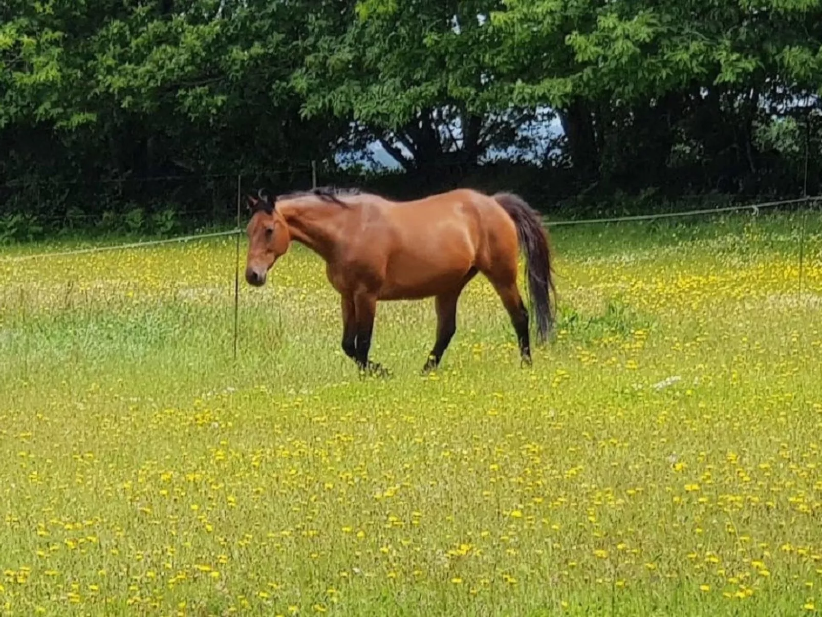 Hütte für vier Personen-Dehors