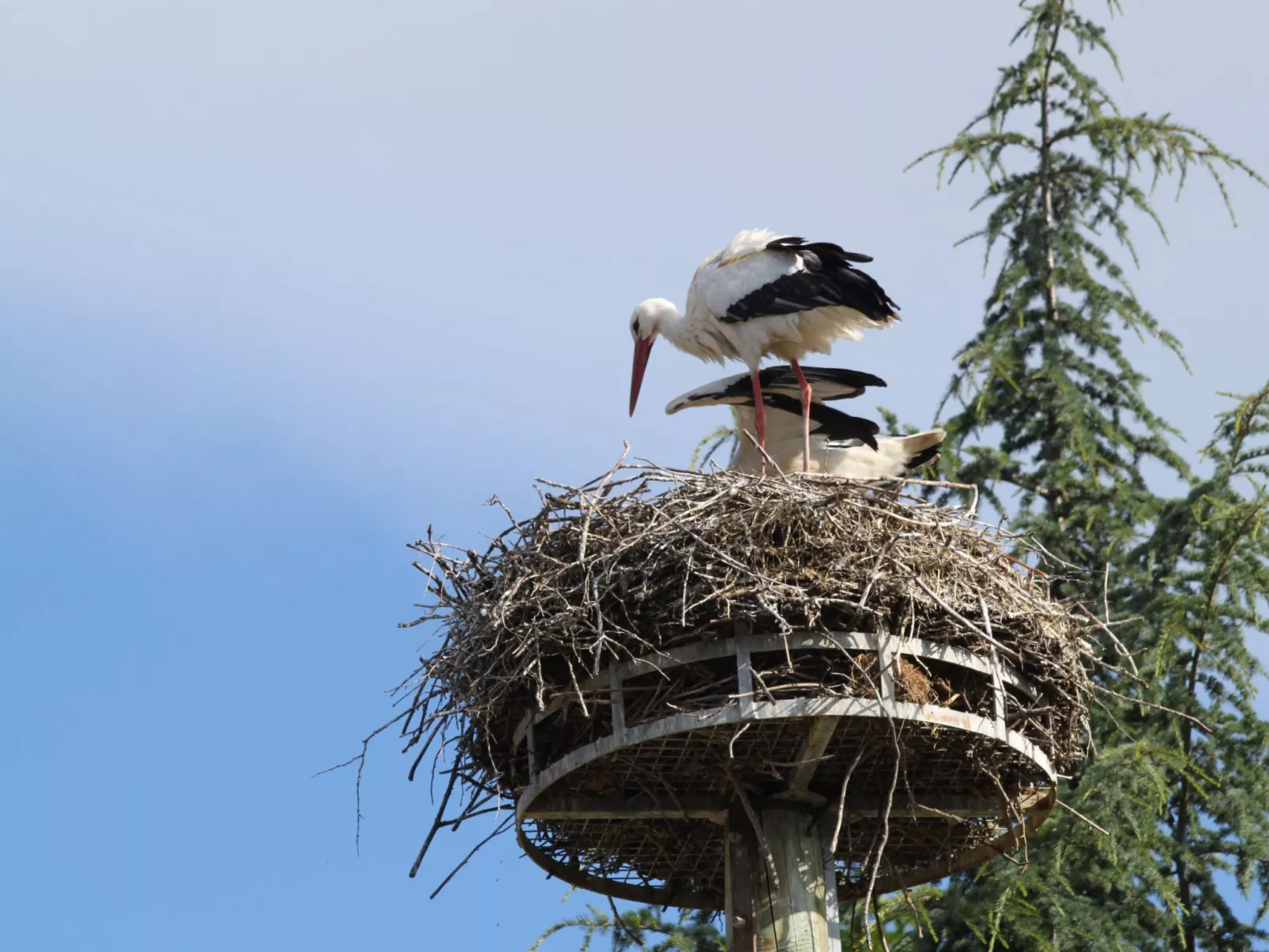 Zwischen Elsass und Vogesen, gite in einem schönen Chalet.-Draußen