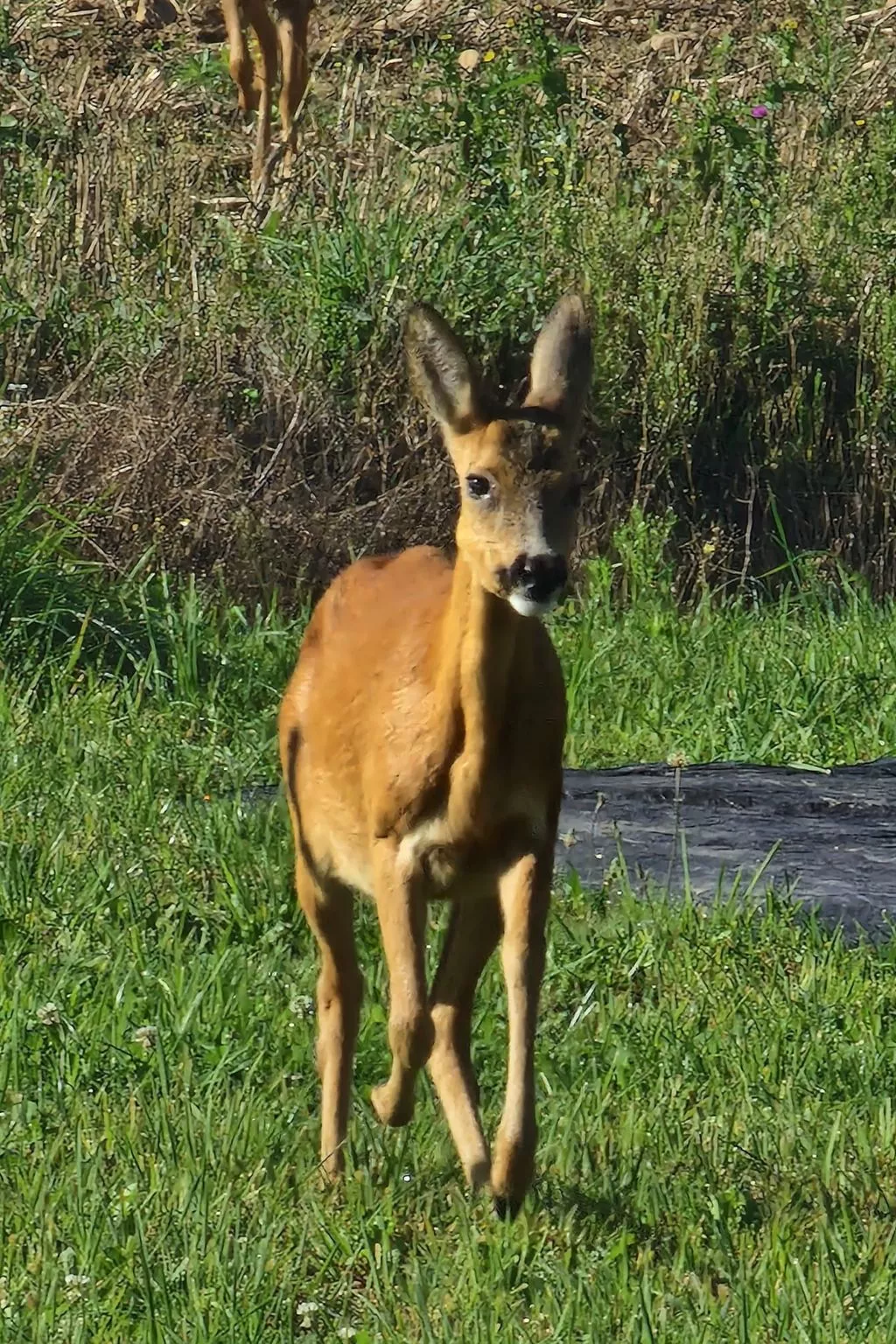 Le Chalet Sous Les Sapins, mit Swimmingpool, Sauna