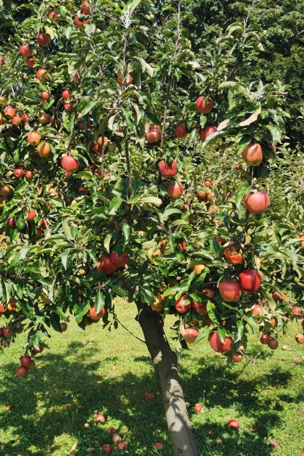 Urlaub für die Seele - Ferienhaus mit Sauna-Image-tags.info