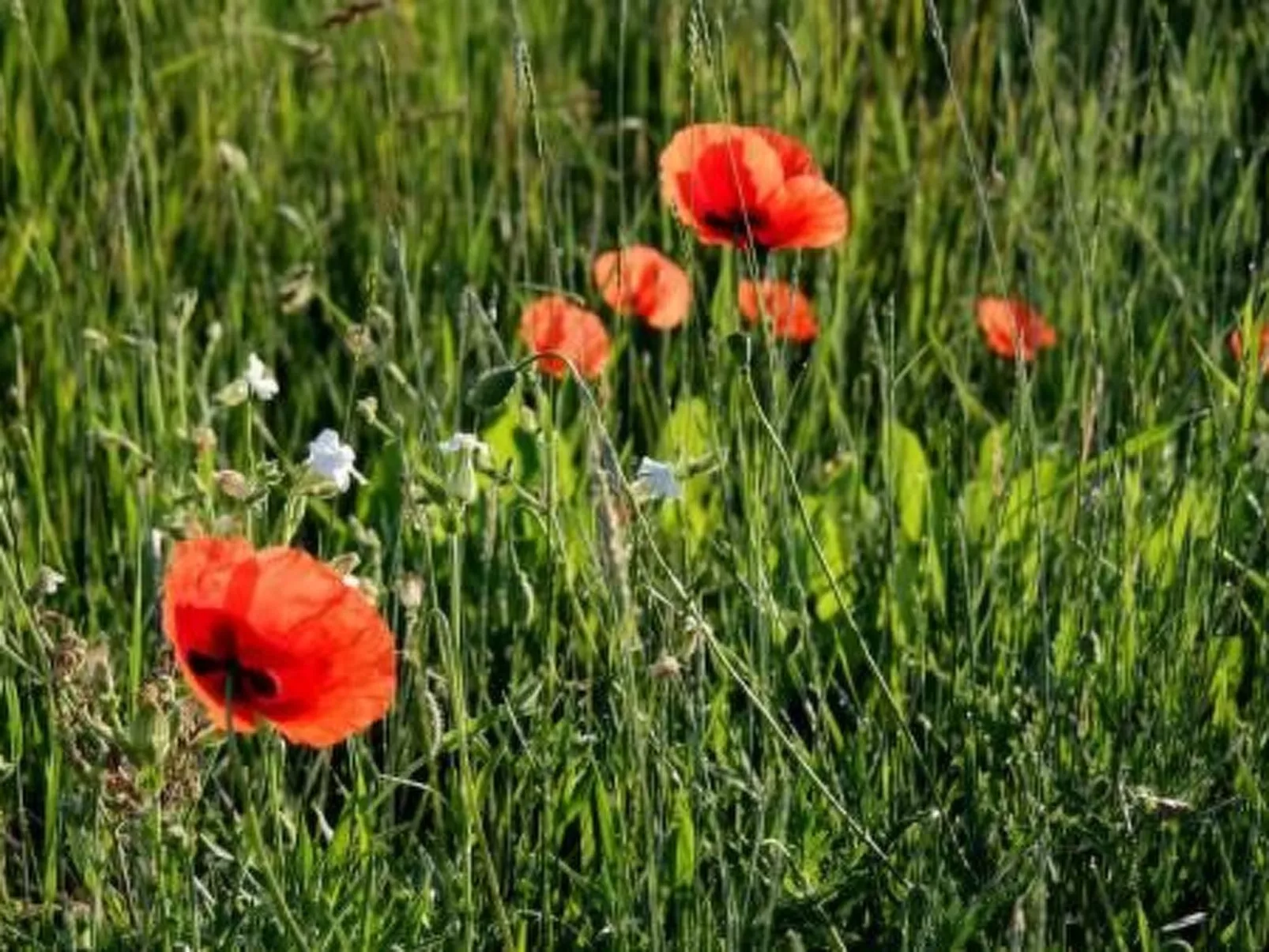 Doppelhaushälfte für sechs Personen mit Terrasse-Dehors