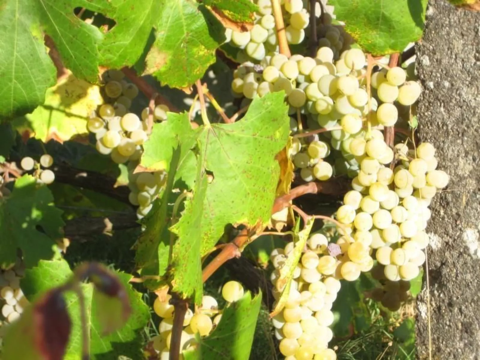 Ferien auf dem Bauernhof mit Weinberg-Image-tags.info