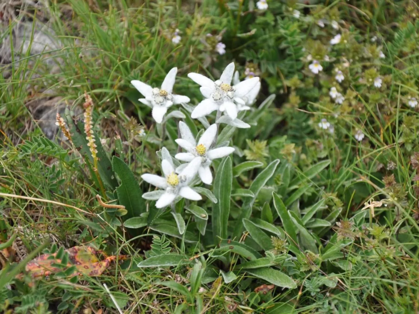 Chalet 3 Zi. in ruhiger Lage, in der Nähe von Verbier-Image-tags.info