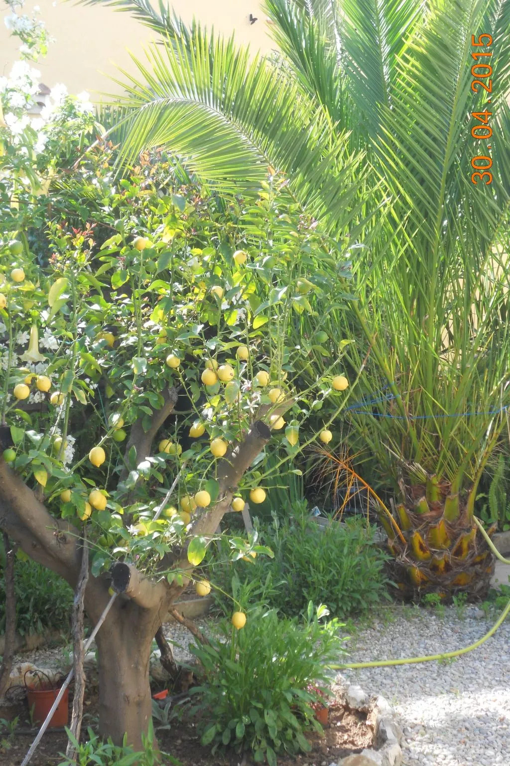 Wohnung "Les roses" auf einem eingemauerten Grundstück-Image-tags.info