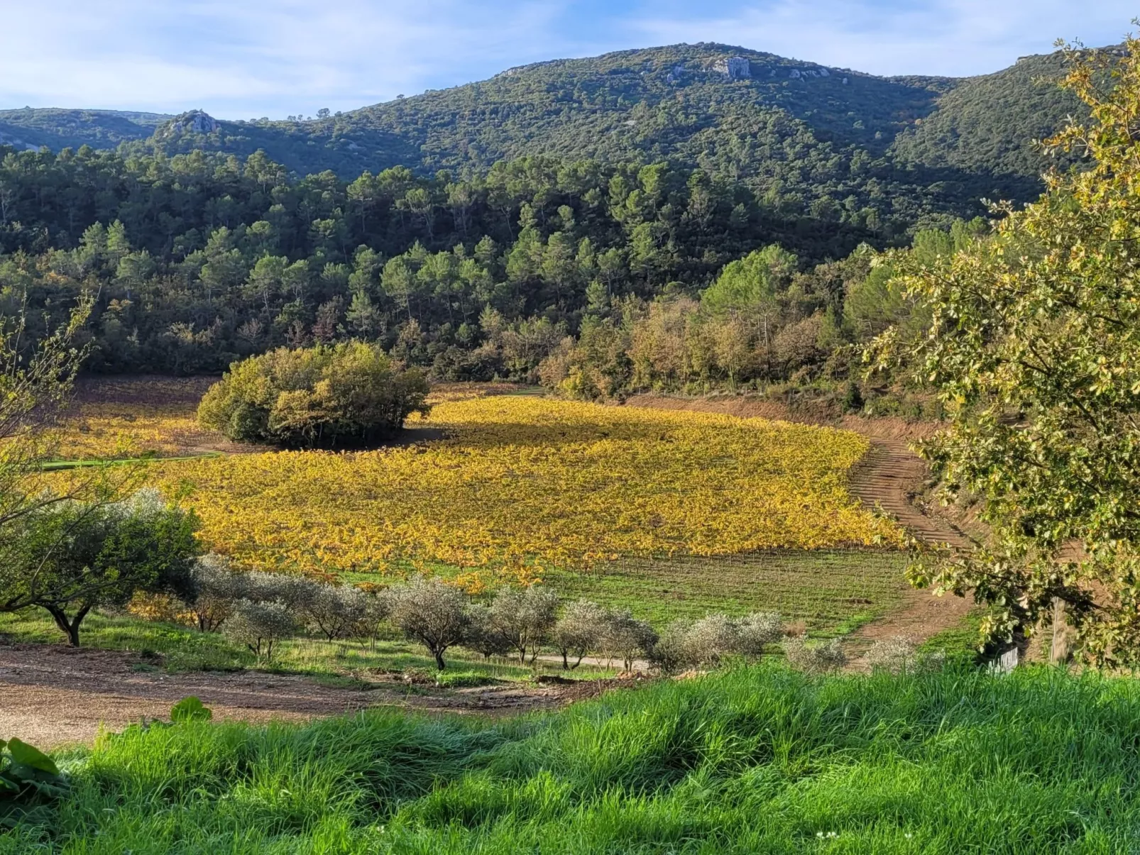Wohnung in charmantem Haus auf Domäne-Draußen