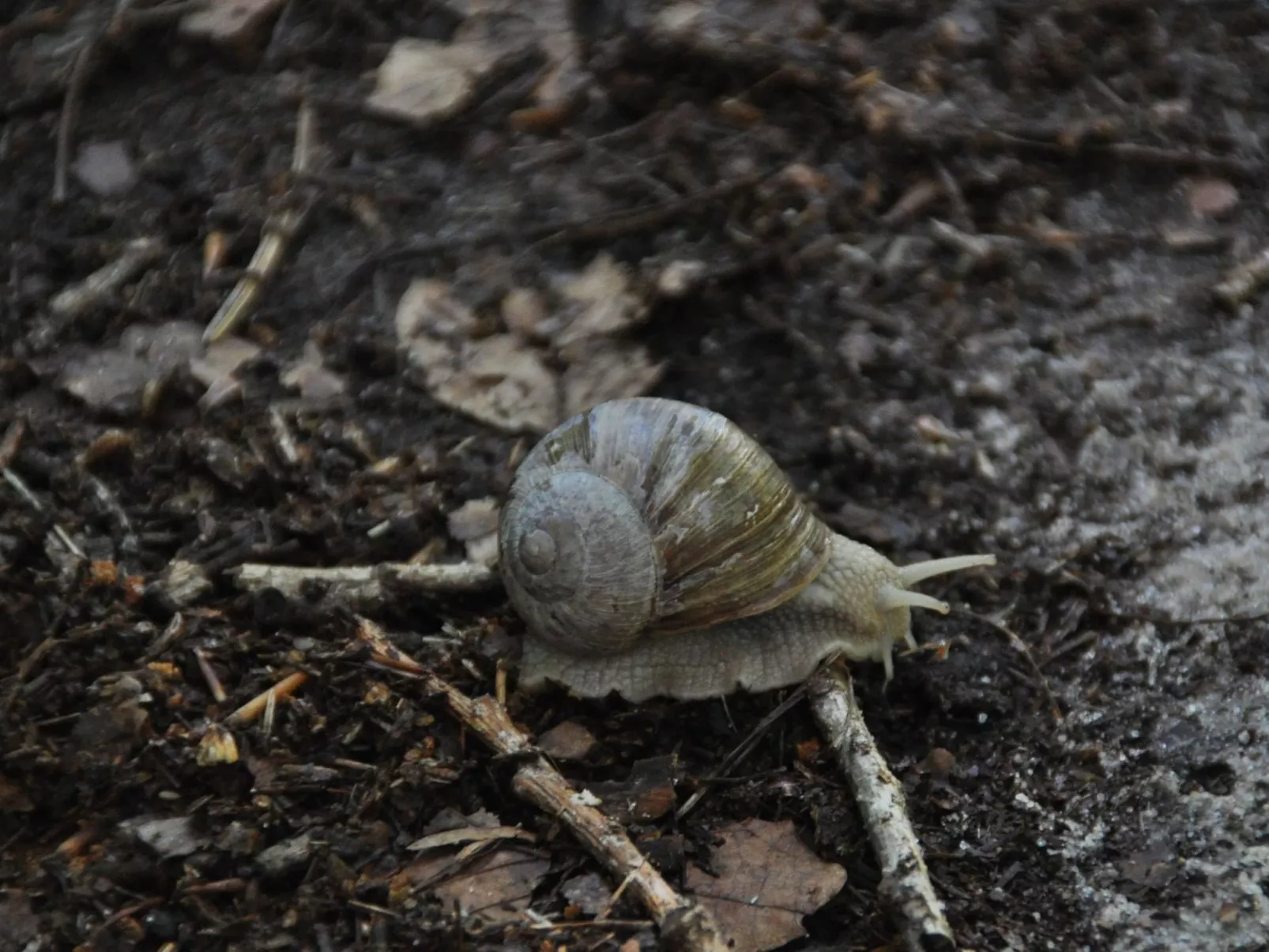 Rosalie - Ruhig - Zentral - Hochwertig-Image-tags.info