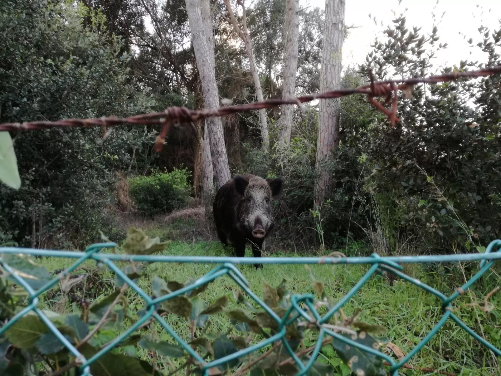 Villa Paradisino Zwei-Zimmer-Wohnung Orbetello Beach-Image-tags.info