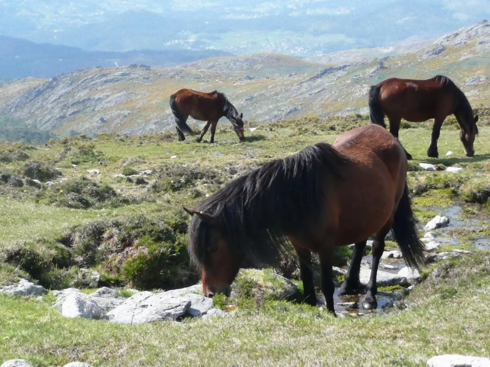 "Großvaters Häuschen" mit Kamin-Draußen