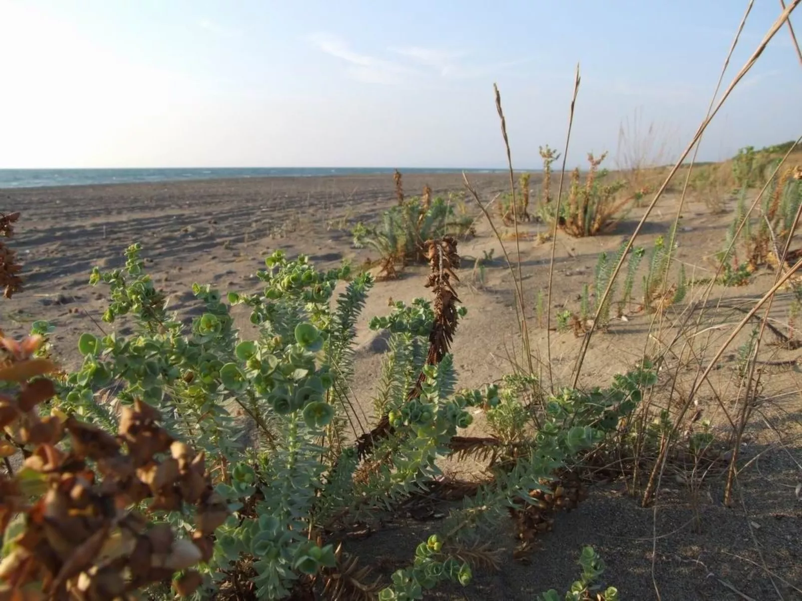 Wohnung 'Windows' in Strandnähe-Dehors