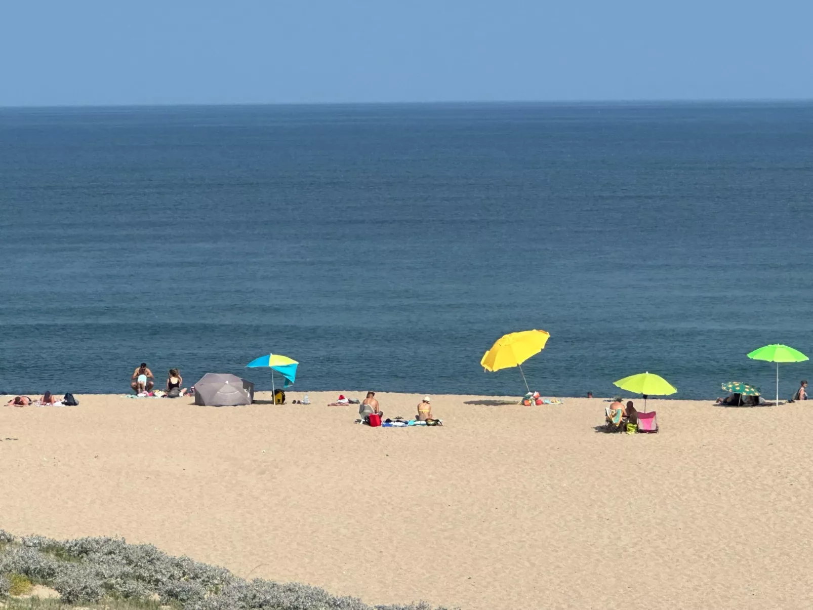 'Magnolie-Image-tags.info