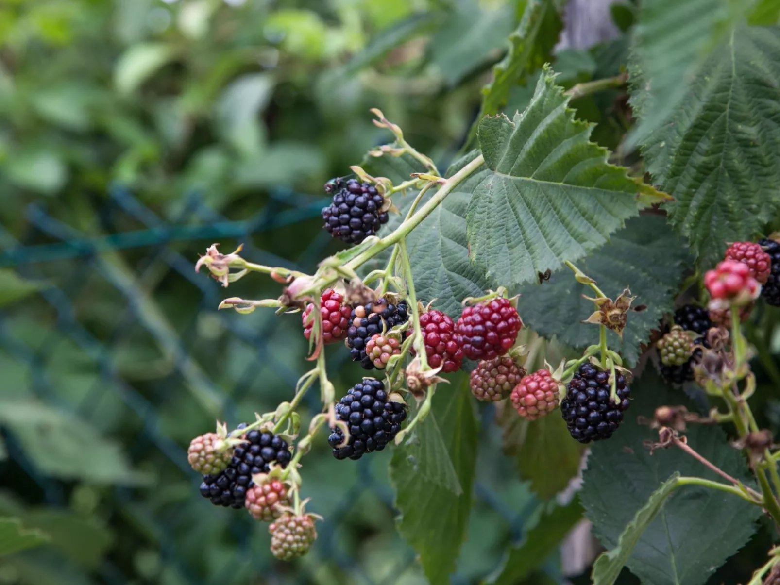 Mit Terrasse-Image-tags.info