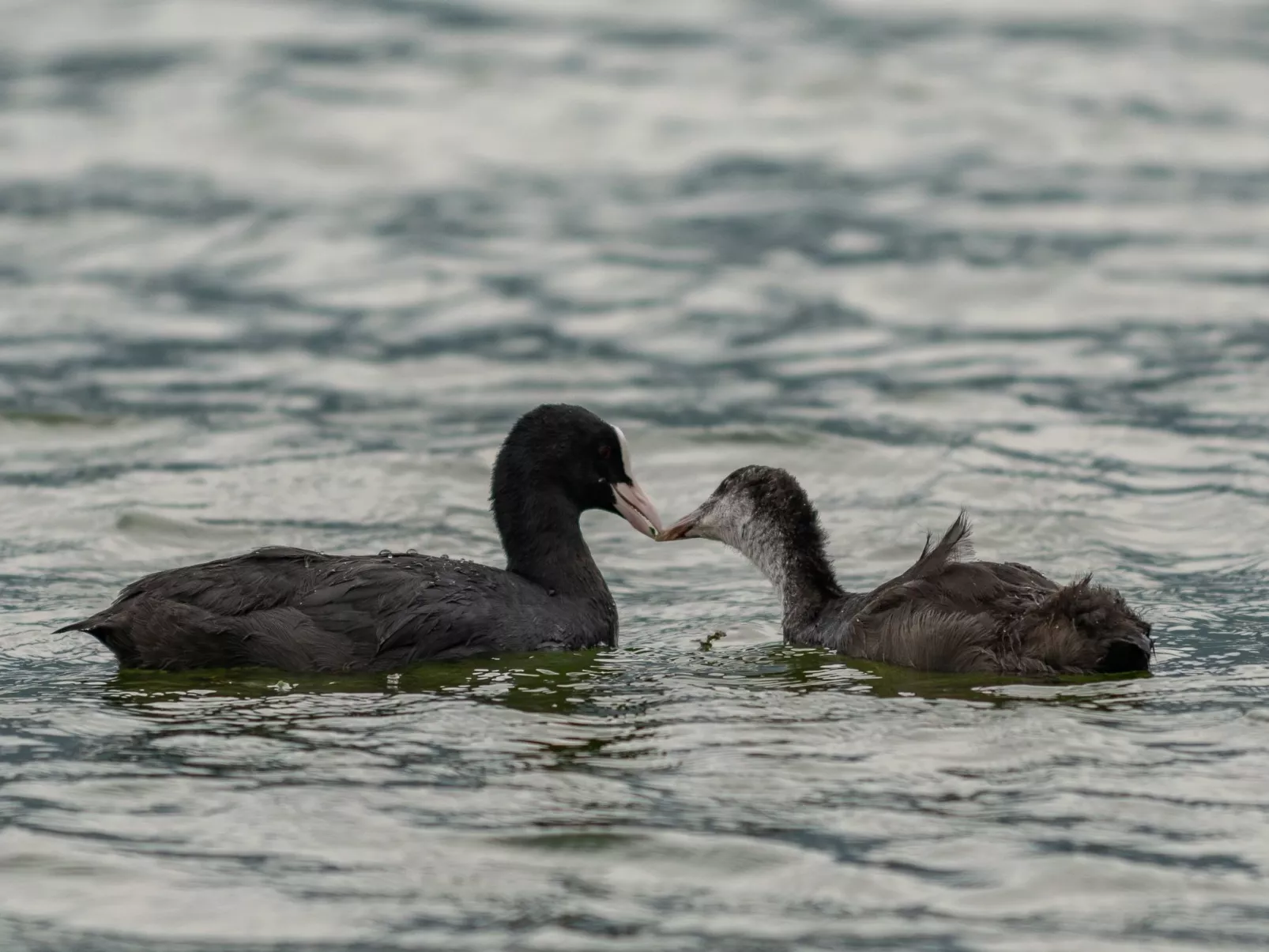 Wohnung in Riva Di Solto mit Kleinem Garten