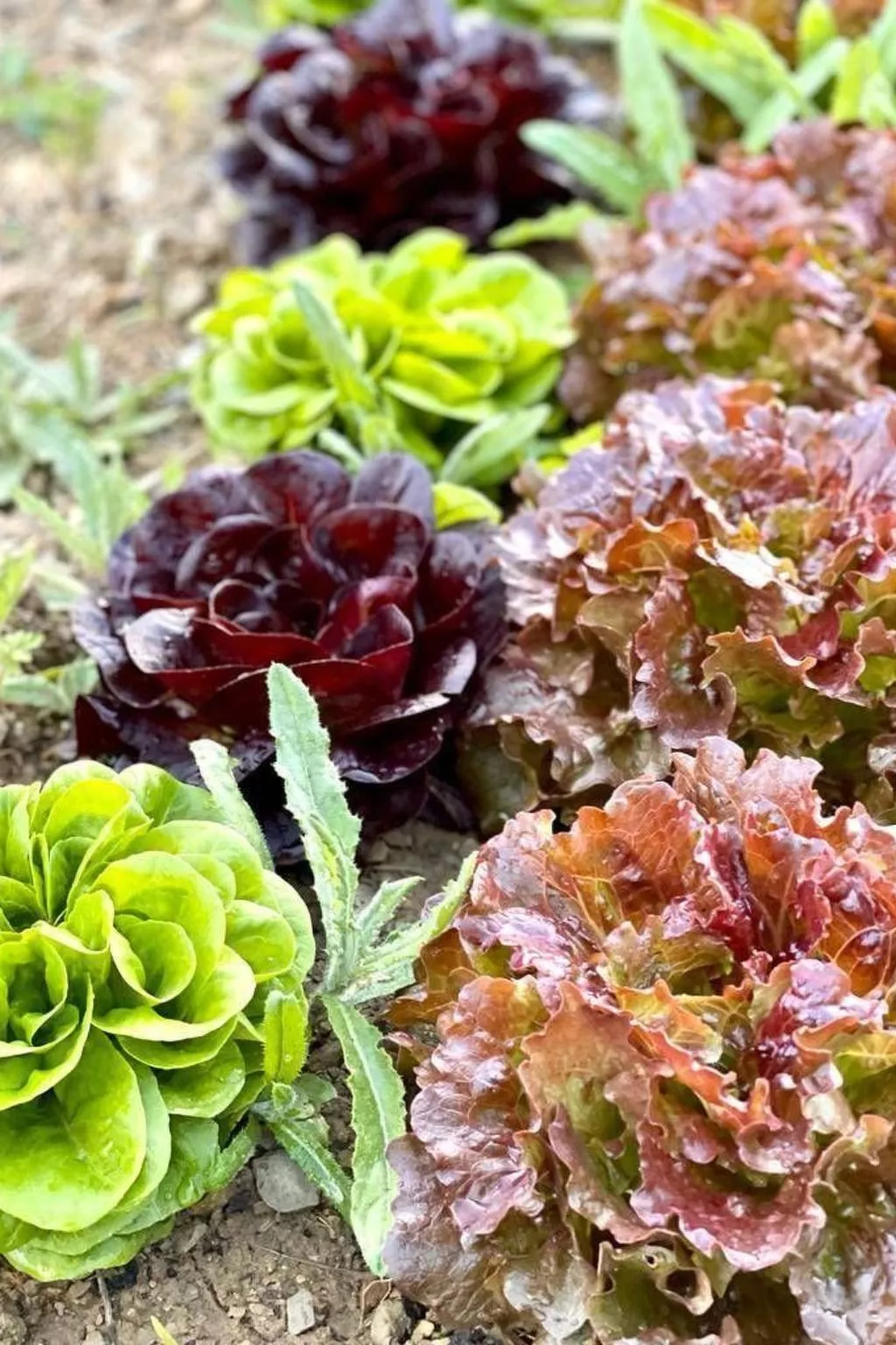 Landgut "Biancospino" mit Gemeinschaftspool