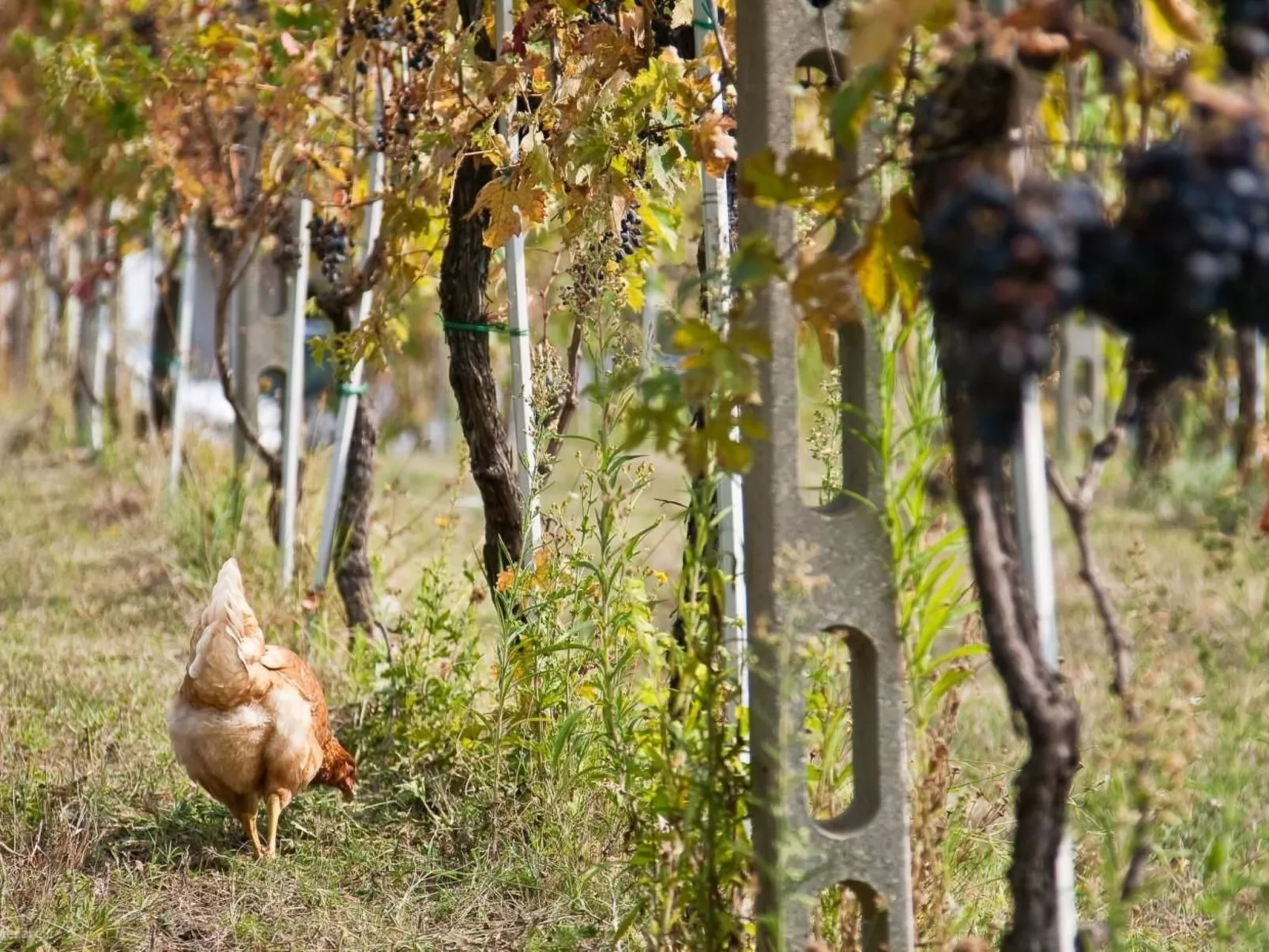 Bauernhof-Scheune-Draußen
