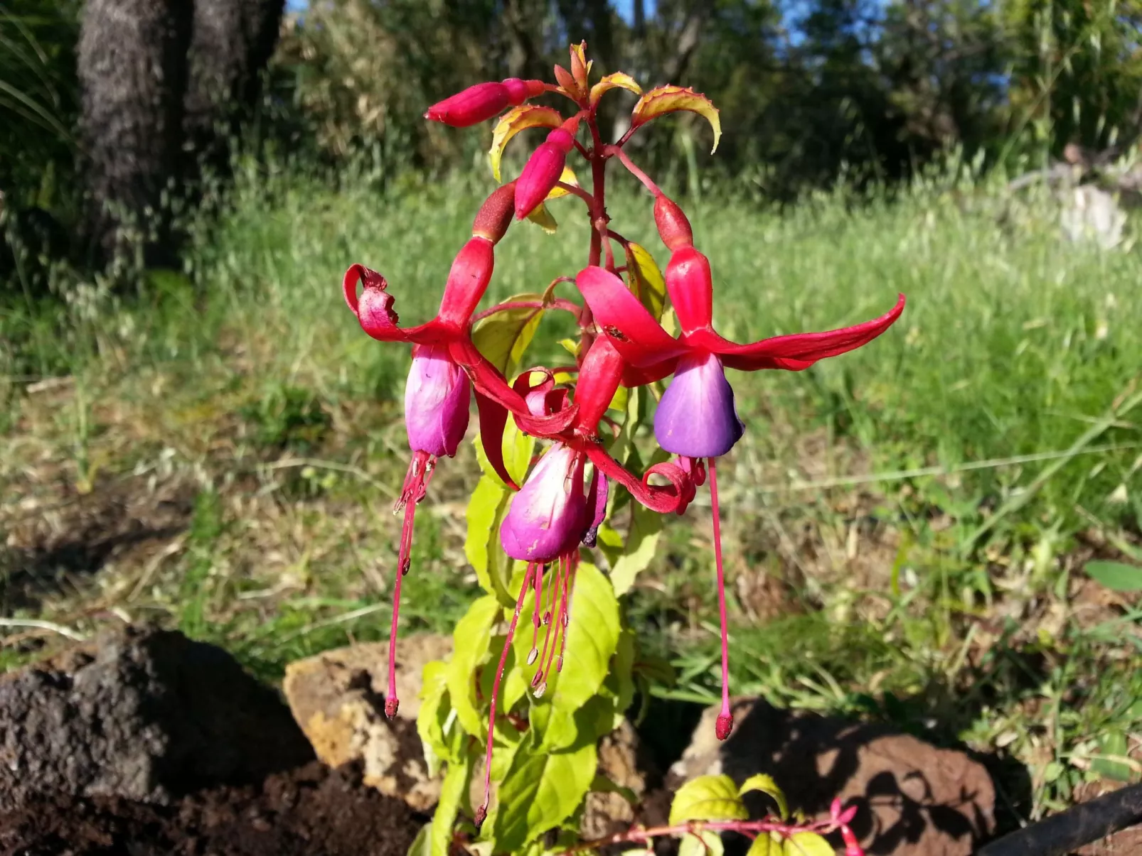 Ruhige Finca Topo del Drago mit Meerblick