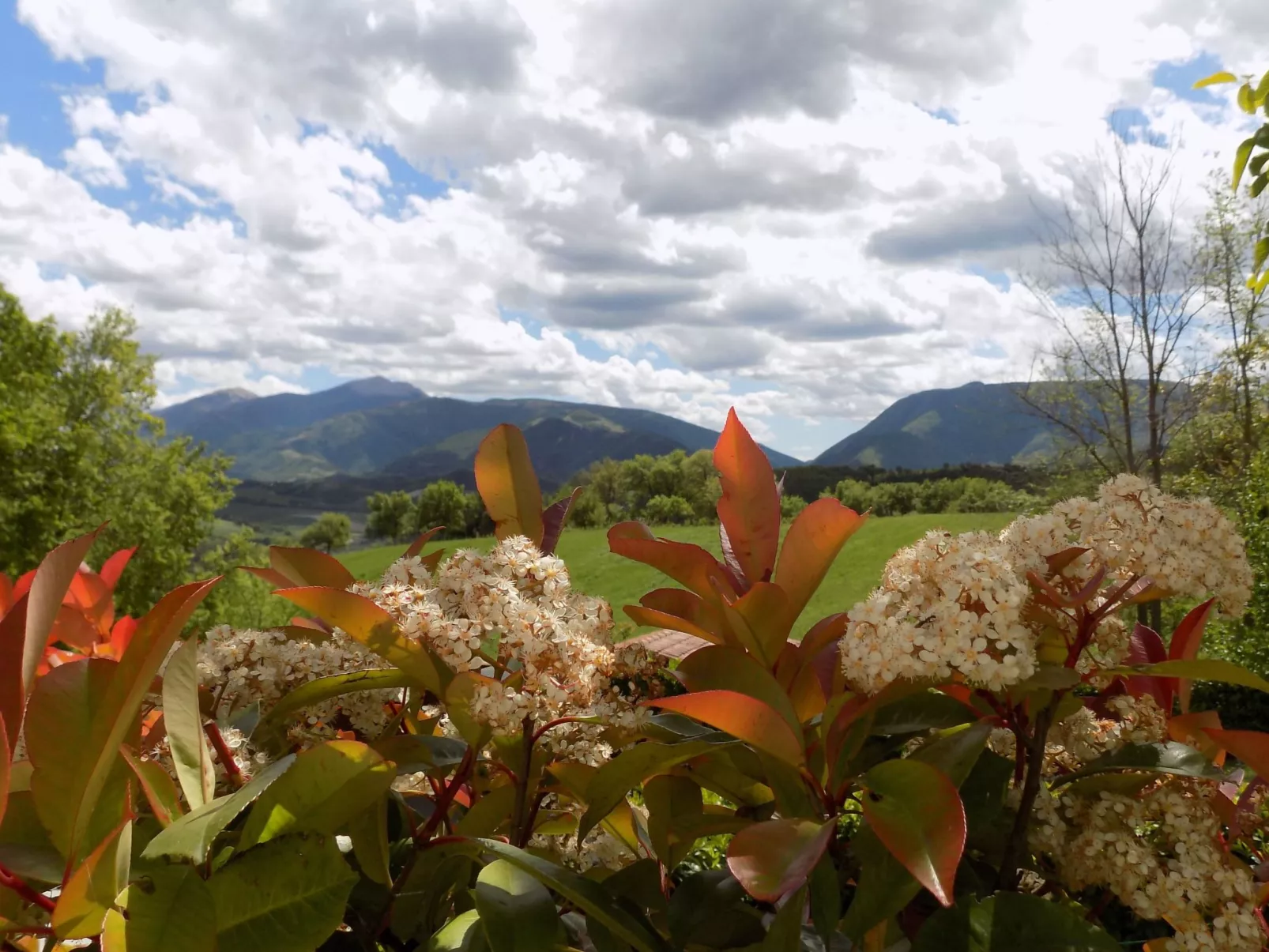 Rose in Cagli-Image-tags.info