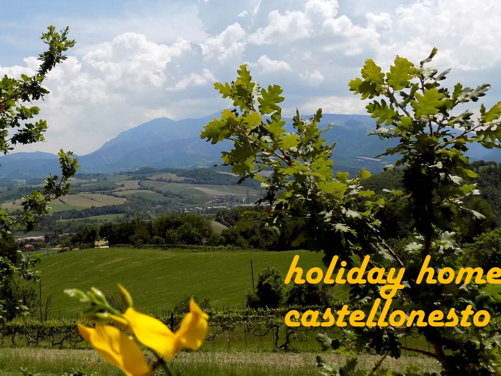 Flacher Flieder-Draußen