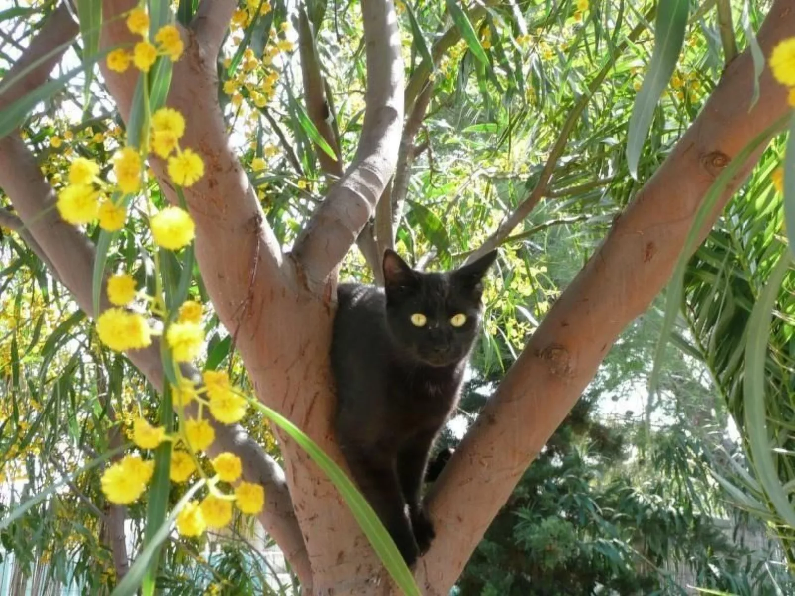 Schöner Bungalow direkt am Sandstrand auf Sizilien
