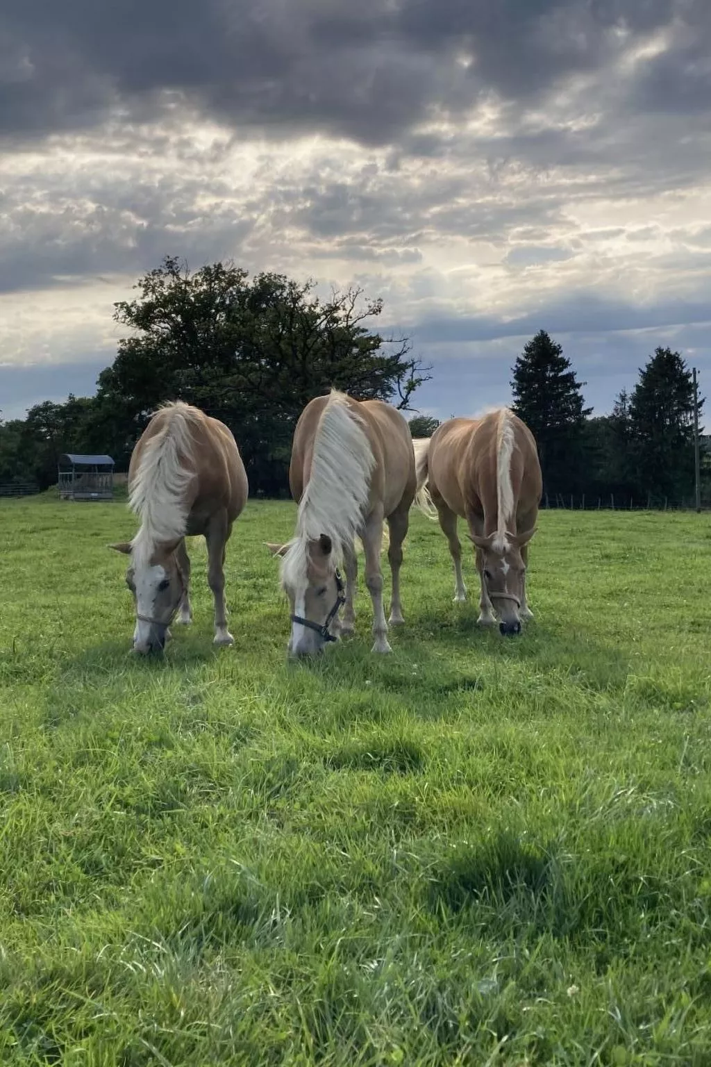 Wohnung "Rustique"-Image-tags.info