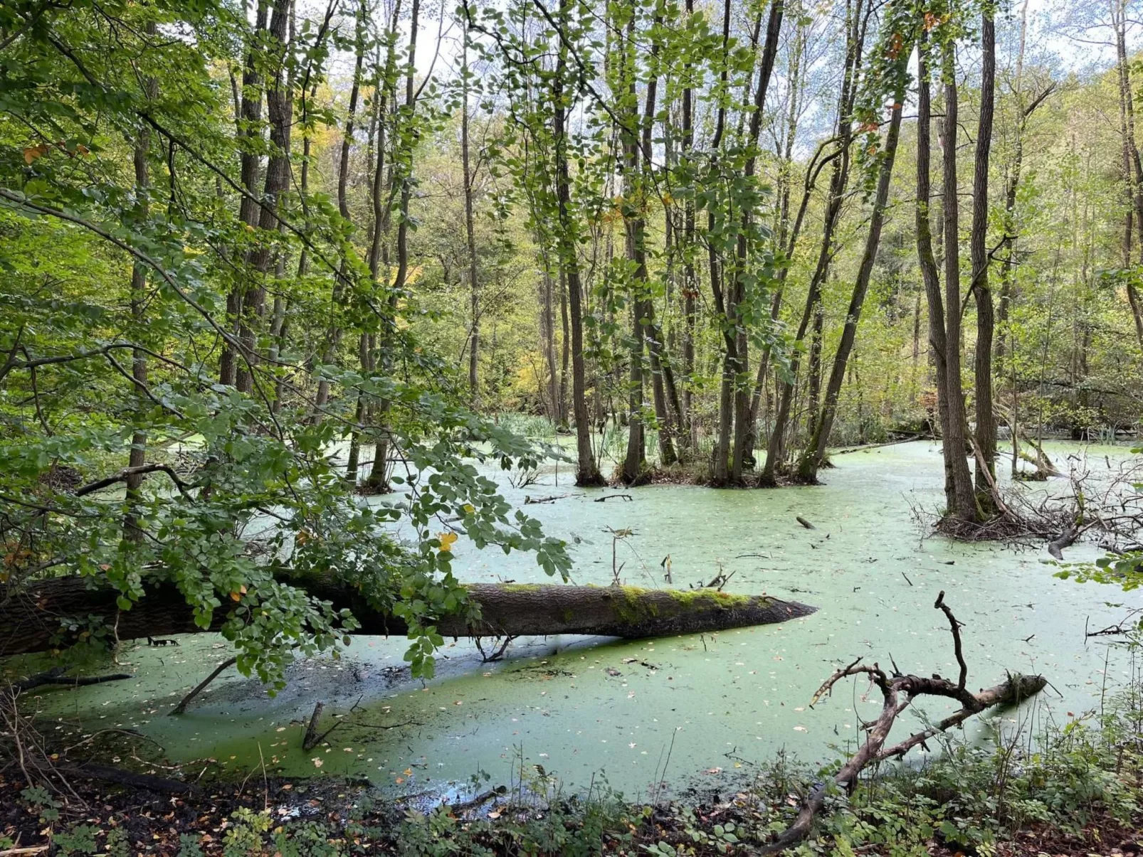 Landurlaub Mecklenburgische Seenplatte b. Waren Müritz
