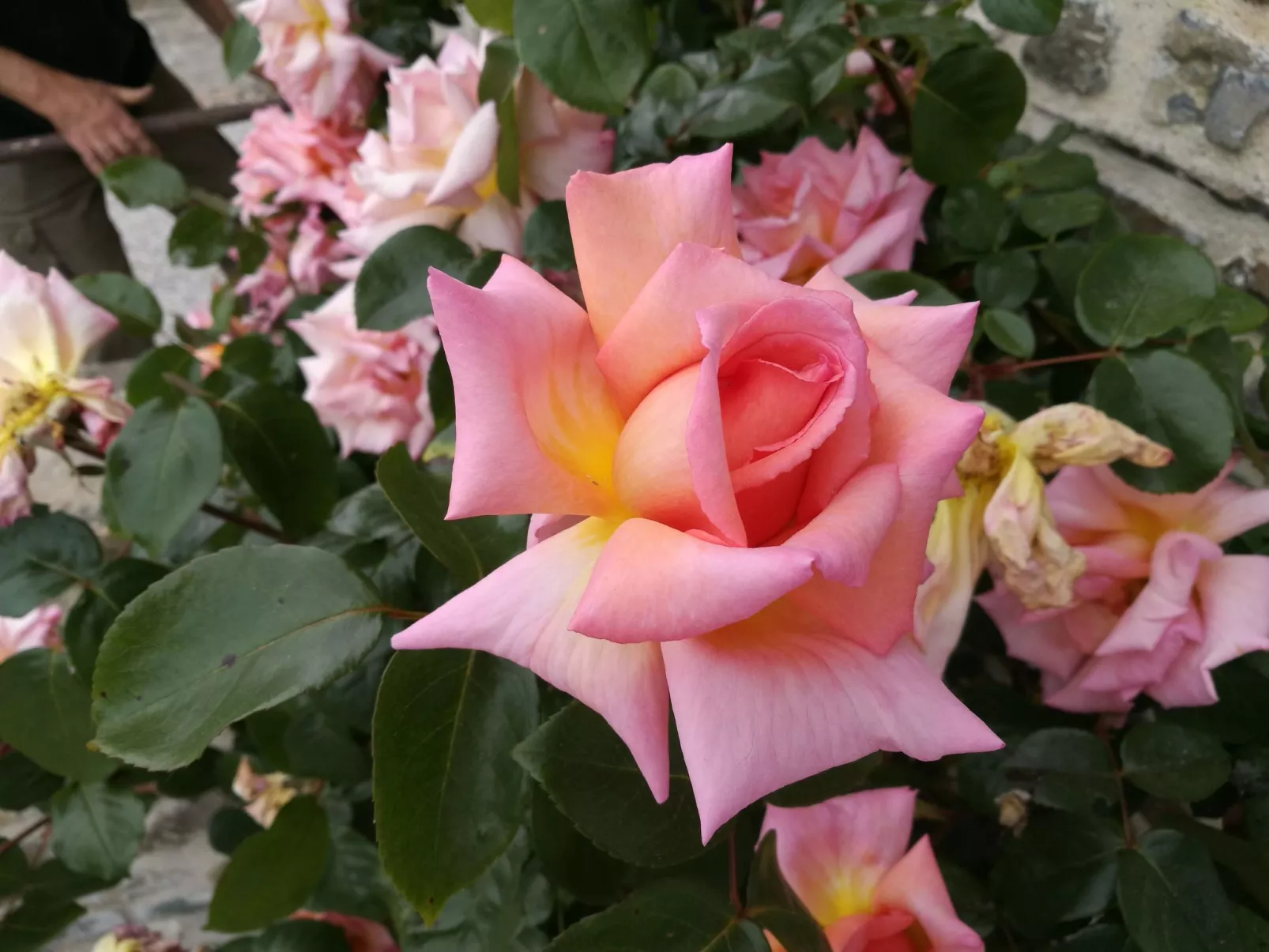 Ferienvilla "Das Haus Louise"