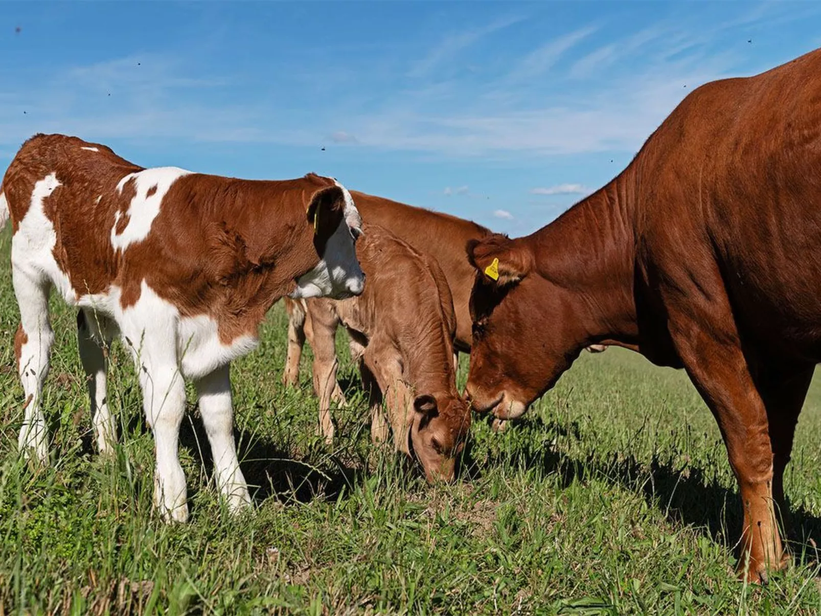 Eggenhof Ferien-Image-tags.info