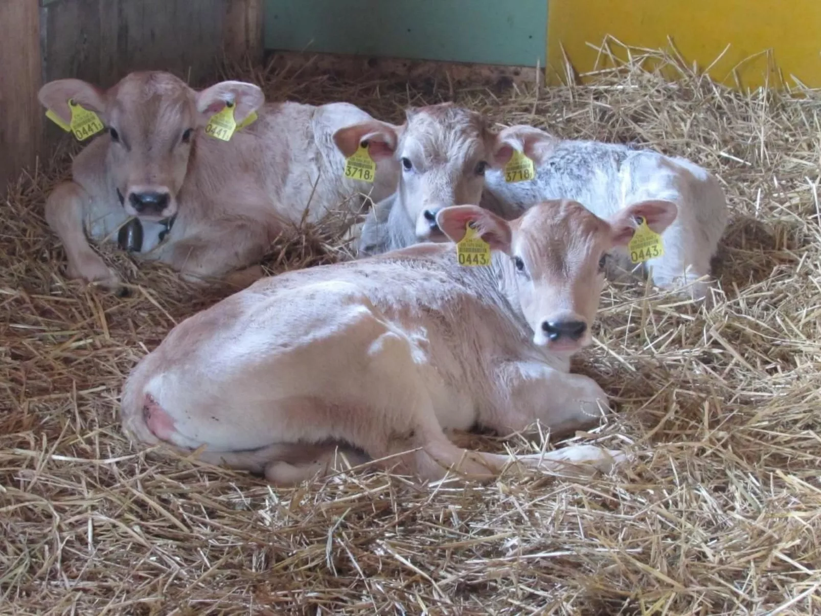 Wis (Stein)-Image-tags.info