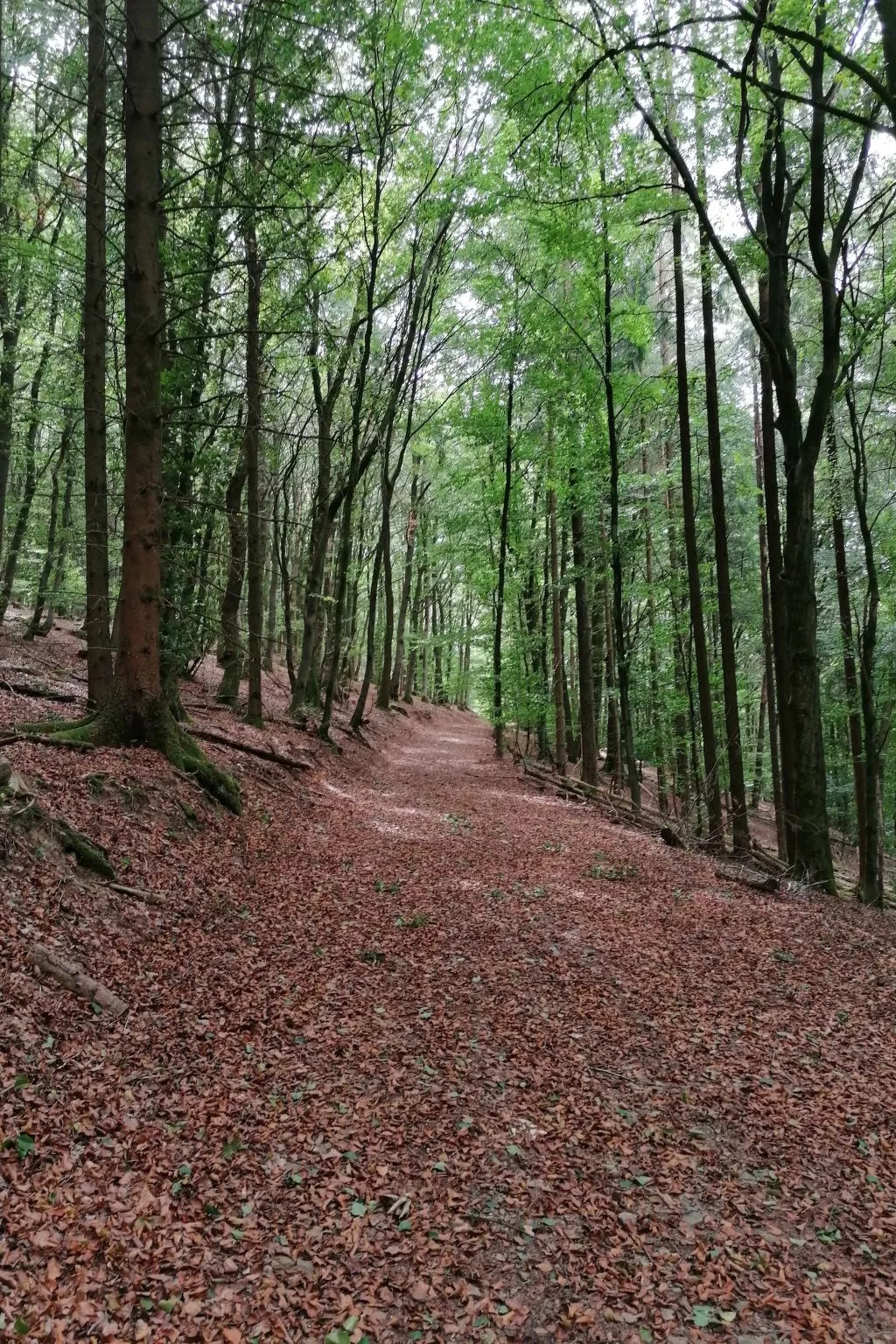 Appartement mit Terrasse