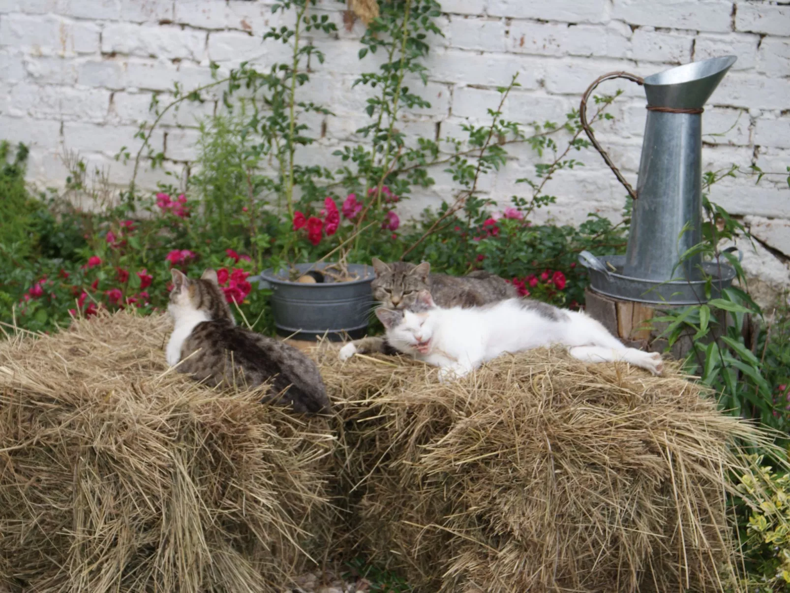 Meeresdorf Stille - Ferienhäuser in den Gärten von Magra-Draußen