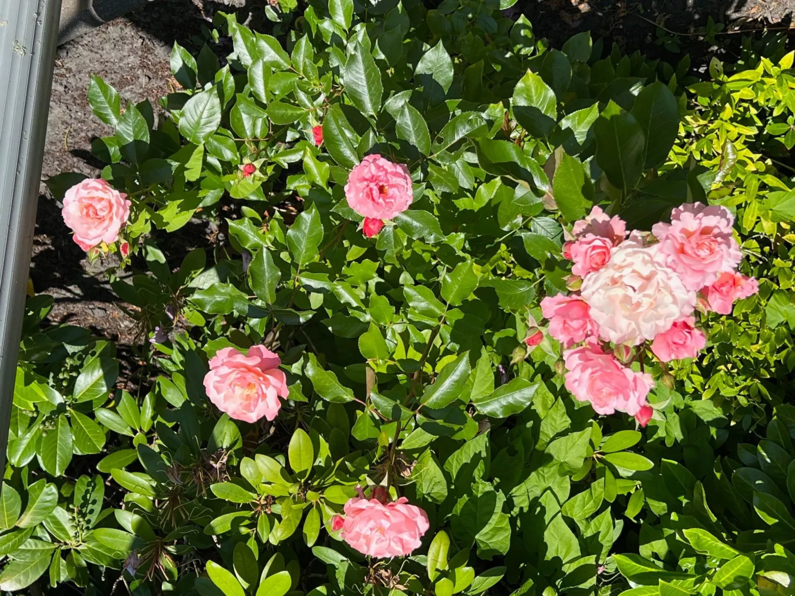 Strandnah Ilse Hans-Image-tags.info