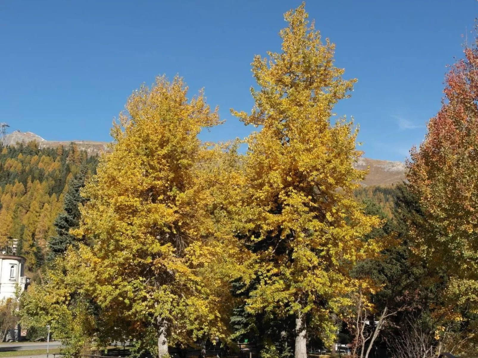 Ers Curtins-Draußen