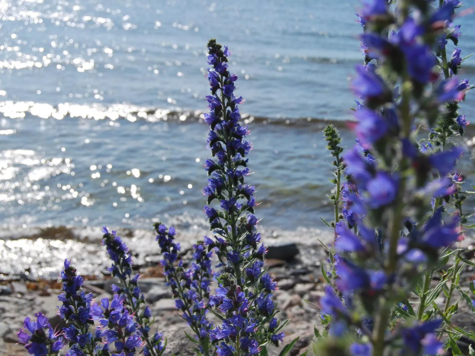 Freistehende Strandvilla mit großem Balkon-Image-tags.info