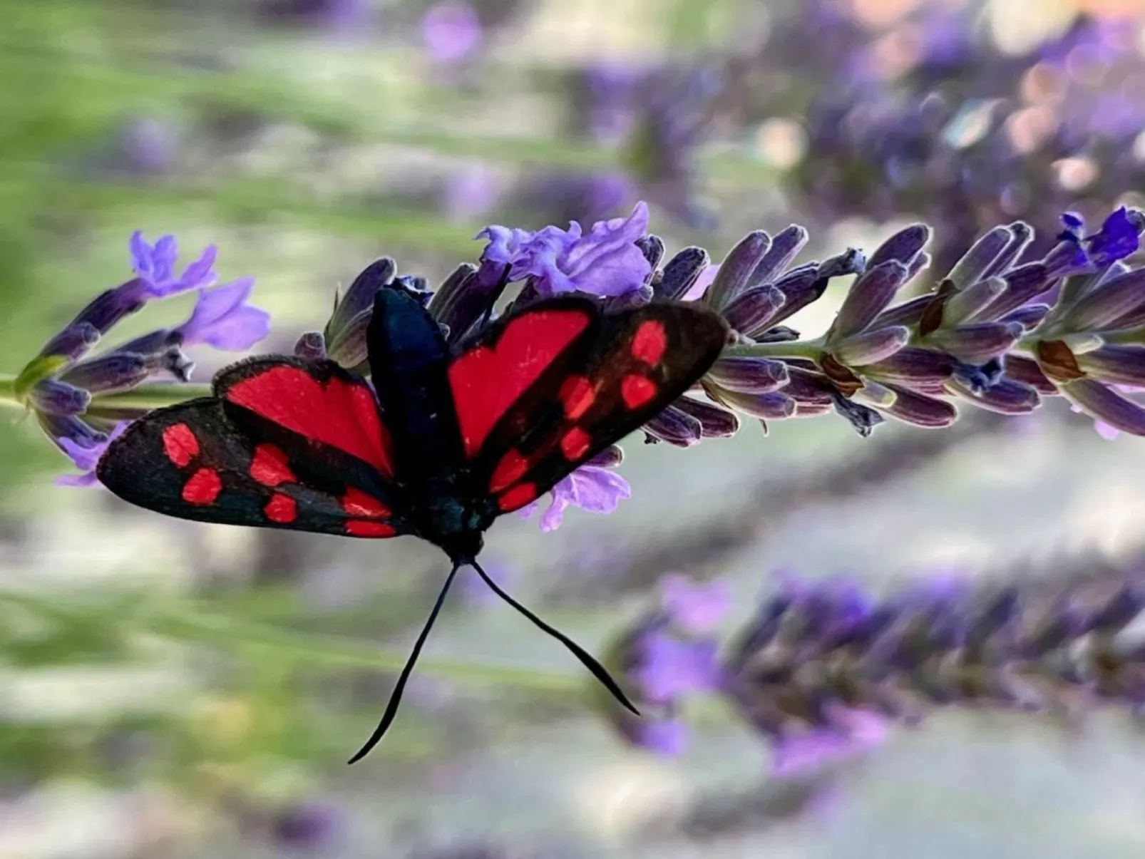 Chasa Stefania-Image-tags.info