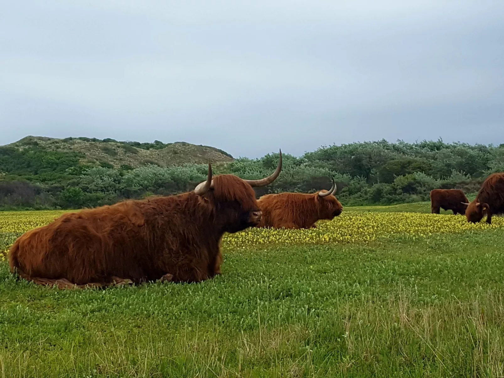 Sommerhaus Klein Wimmenum, Nähe Strand und Dünen-Draußen