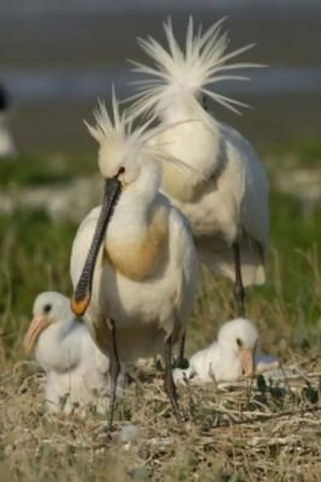 Gemütlicher Bungalow für 4 Personen