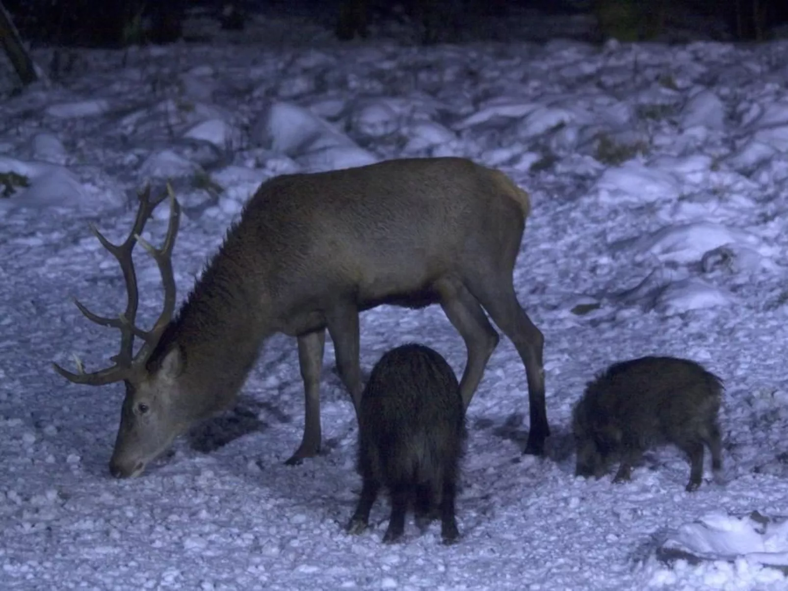 Fewo Harzblick-Image-tags.info