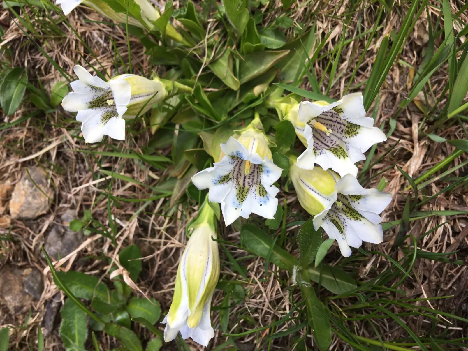 Katharina von Allmen