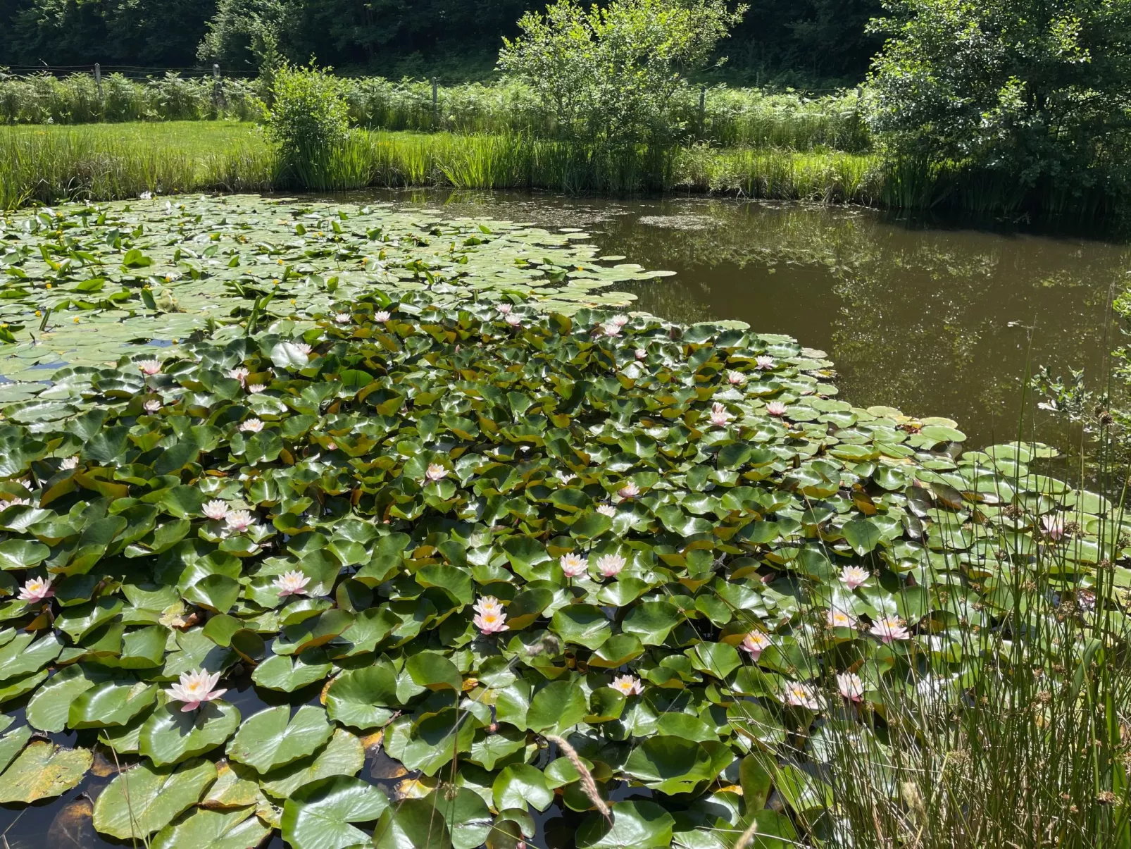 Für 6 Pers. mit eigenem Teich